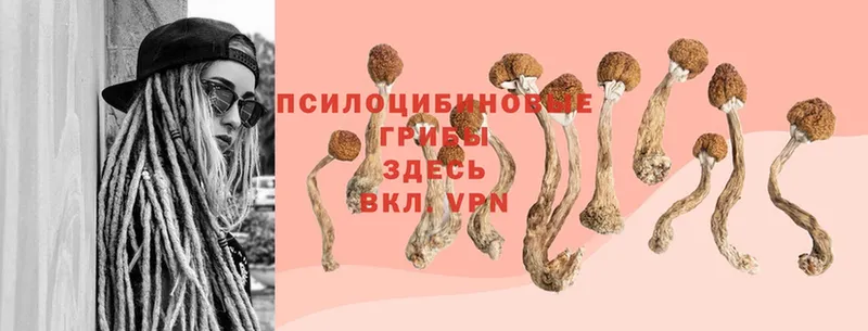 Псилоцибиновые грибы MAGIC MUSHROOMS  Валдай 